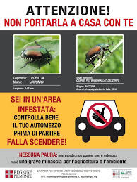 Popillia japonica: Il coleottero scarabeide del Giappone - INFORMAZIONI UTILI REG. PIEMONTE